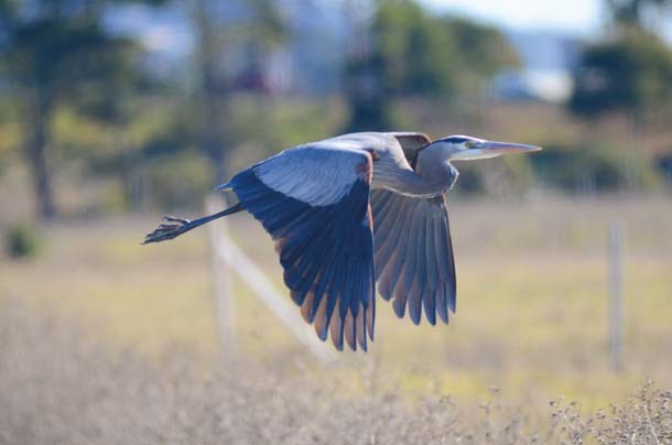 Great blue heron at Breuner Marsh